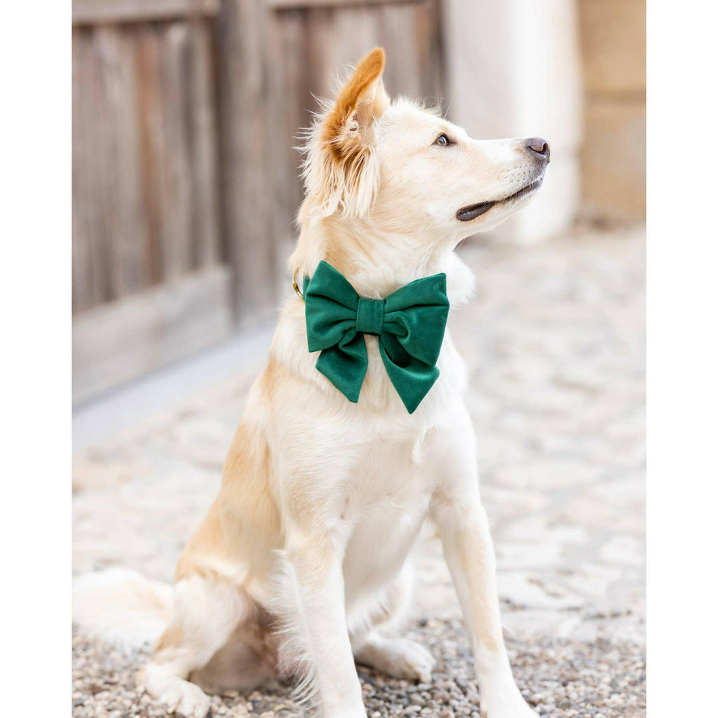 The Foggy Dog Lady Bow - Forest Green Velvet - The Dog Shop