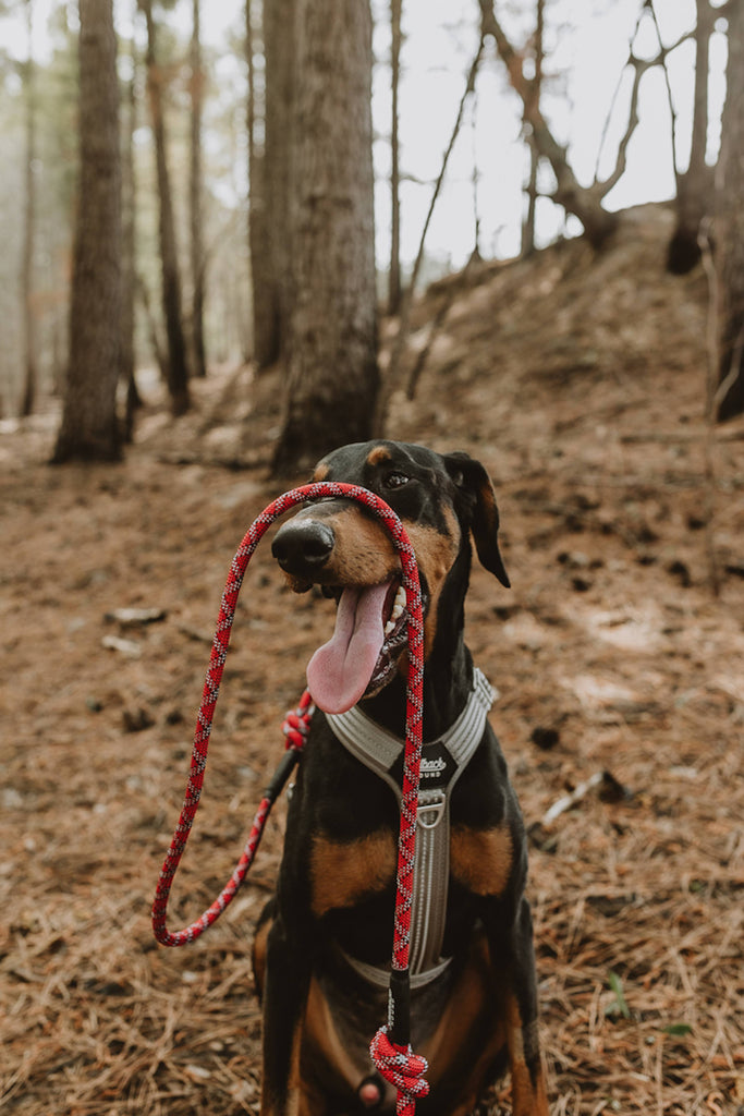 Outback Hound Ultra Lite Comfort Harness - Silver - The Dog Shop