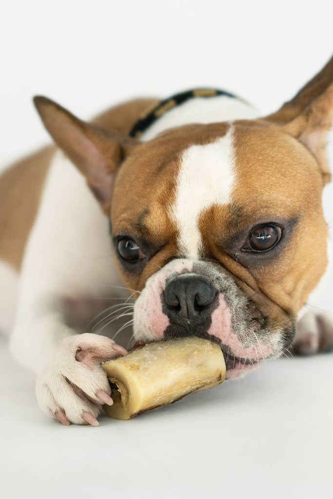 Winnie Lou Bison Marrow Bone - 2" - The Dog Shop