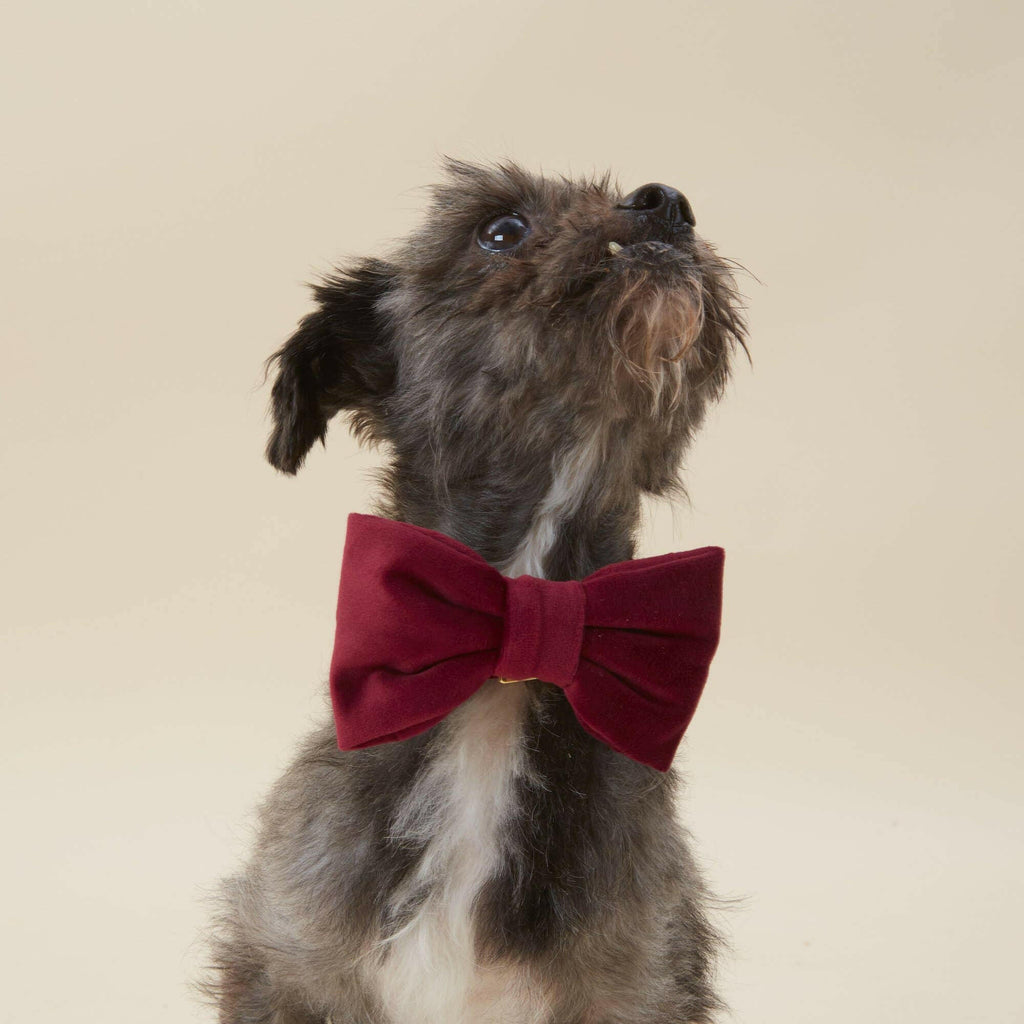 The Foggy Dog Bow Tie - Burgundy Velvet - The Dog Shop