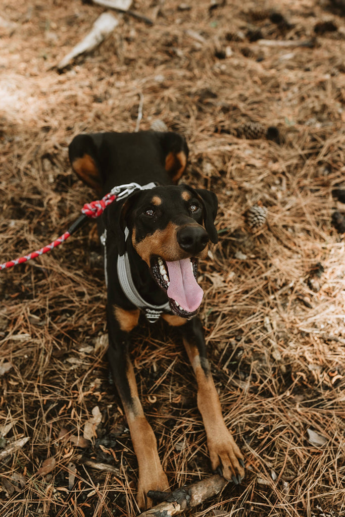 Outback Hound Ultra Lite Comfort Harness - Silver - The Dog Shop