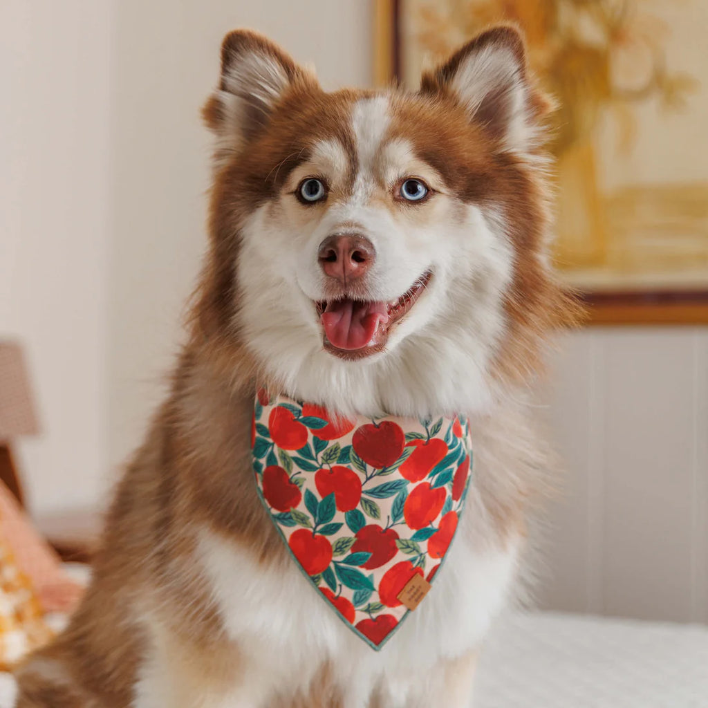 The Foggy Dog Bandana - Apple of My Eye - The Dog Shop