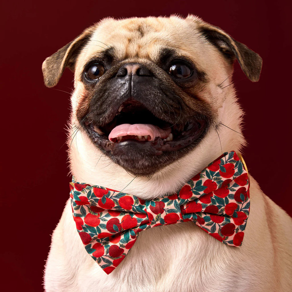 The Foggy Dog Bow Tie- Apple of My Eye - The Dog Shop