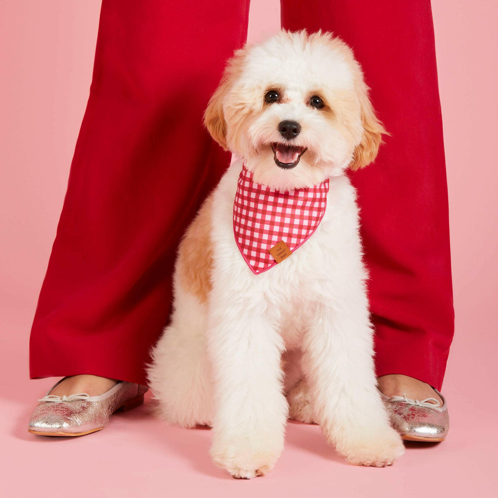 Cranberry Velvet Lady Bow Collar – The Foggy Dog
