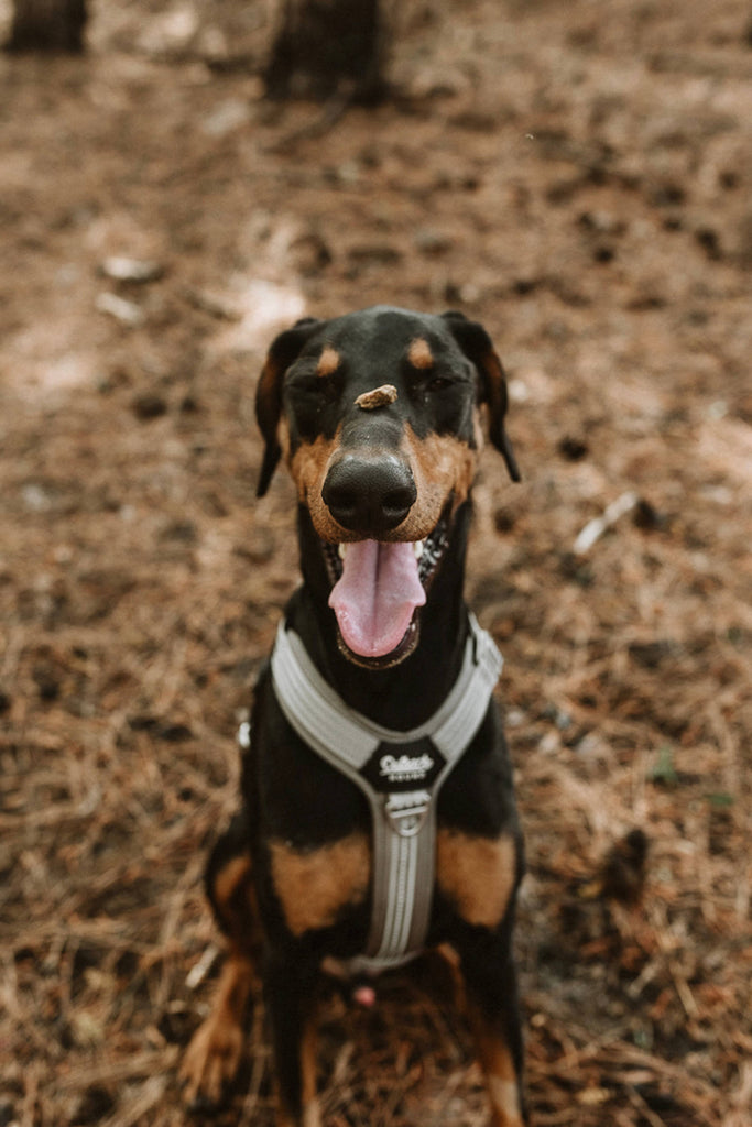 Outback Hound Ultra Lite Comfort Harness - Silver - The Dog Shop