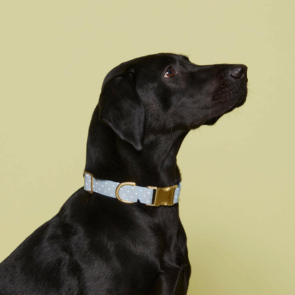 The Foggy Dog Collar - Chambray Dots - The Dog Shop