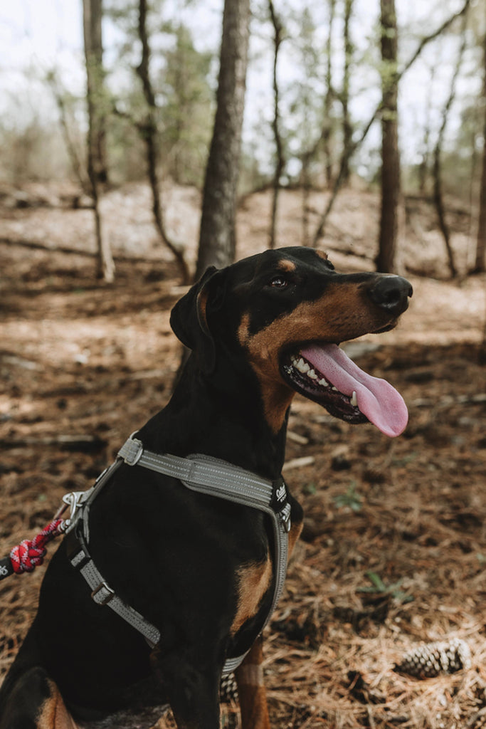 Outback Hound Ultra Lite Comfort Harness - Silver - The Dog Shop