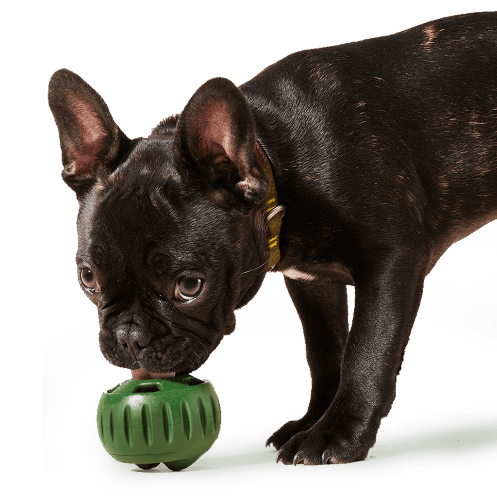 The Pupsicle by Woof - The Dog Shop